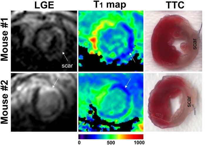 Fig 5