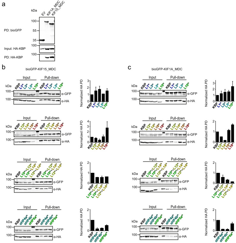 Figure 5—figure supplement 2.