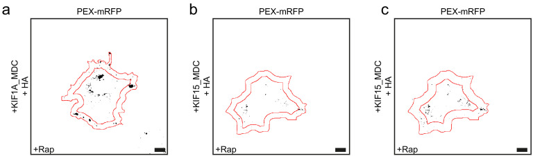 Figure 5—figure supplement 3.