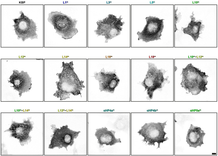 Figure 5—figure supplement 1.