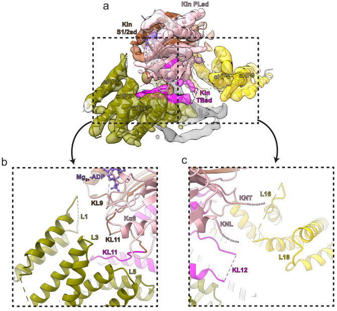 Figure 4—figure supplement 1.