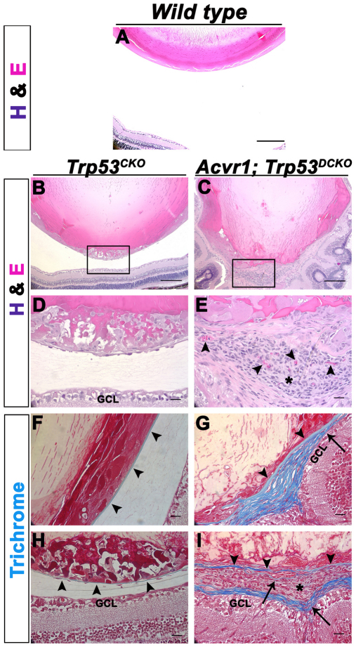 Fig. 9.