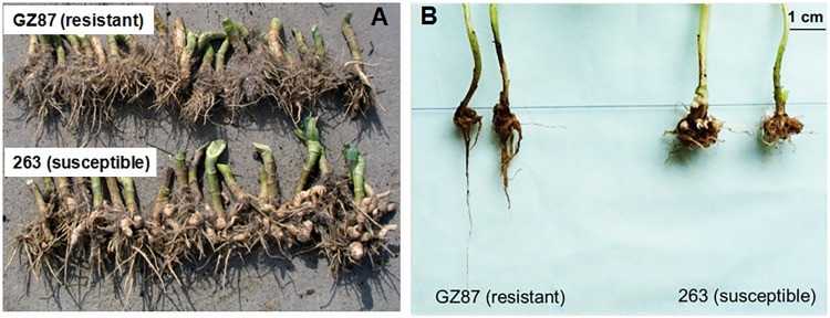 FIGURE 1