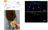Figure 5: