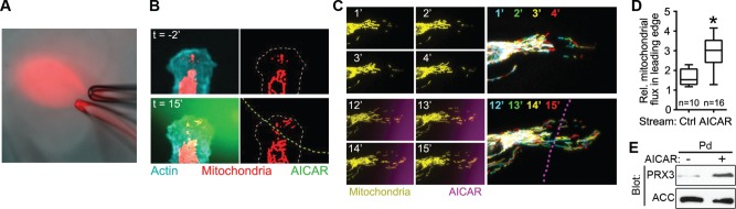 FIGURE 4: