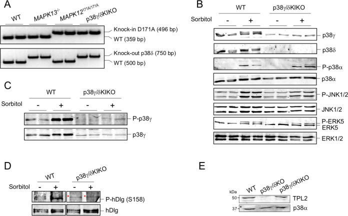 Figure 1—figure supplement 1.