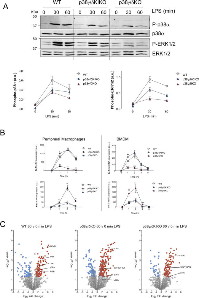 Figure 4—figure supplement 1.