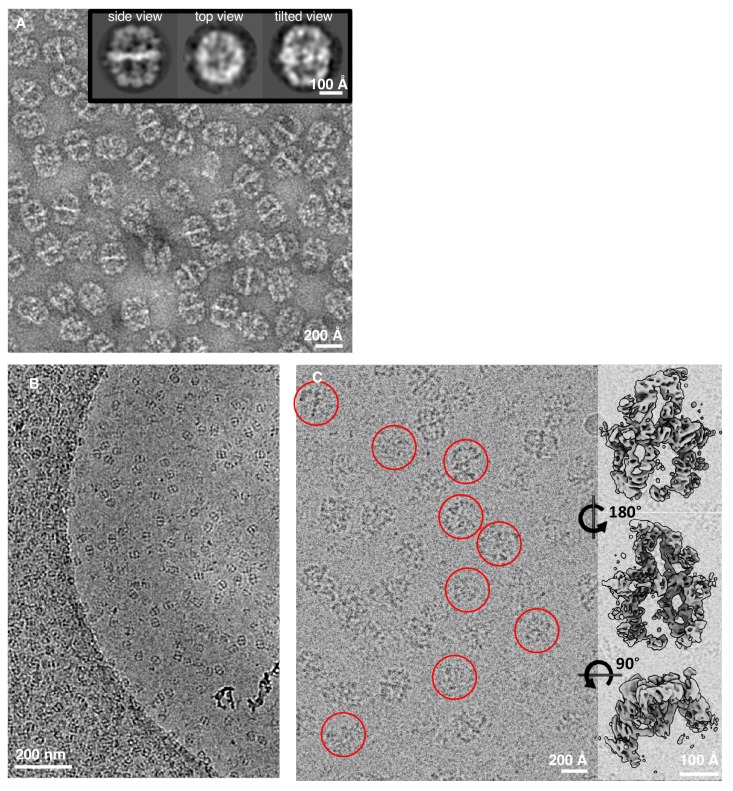 Figure 1—figure supplement 2.