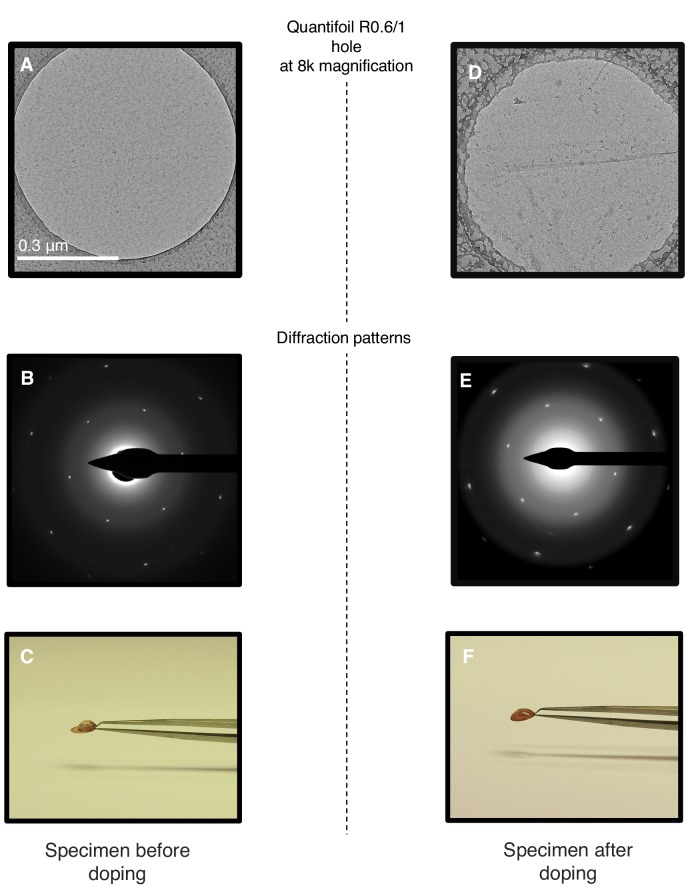 Figure 5—figure supplement 1.