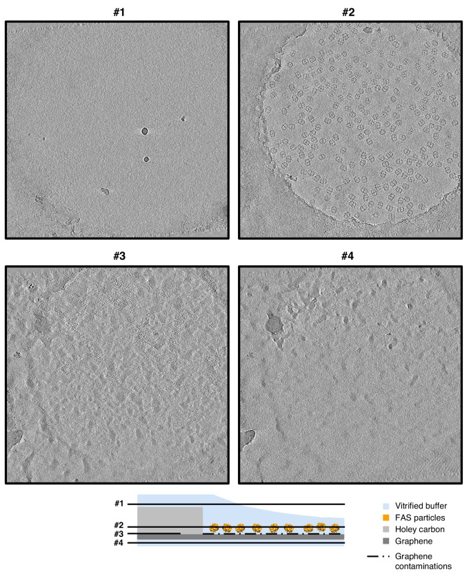 Figure 5—figure supplement 2.