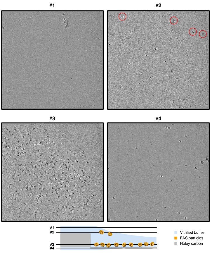 Figure 2—figure supplement 1.