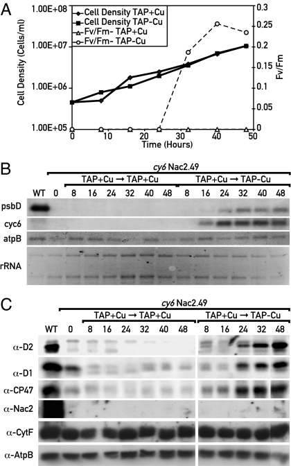 Fig. 3.