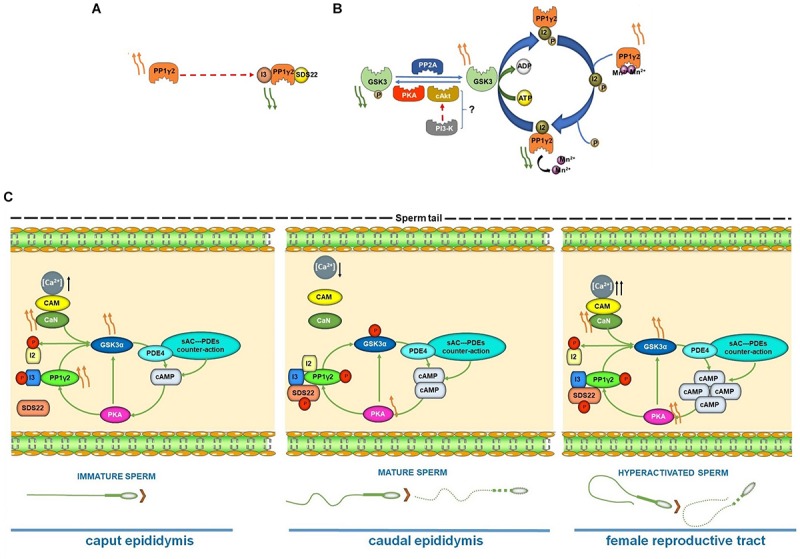 FIGURE 3