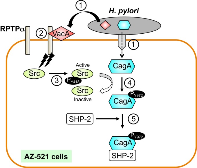 Fig. 7.