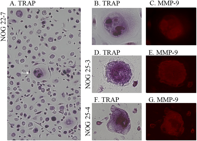 Fig 6