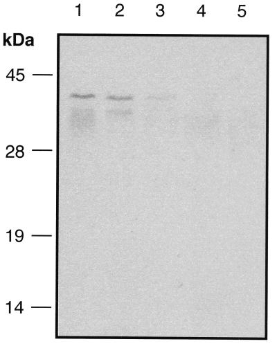 FIG. 5