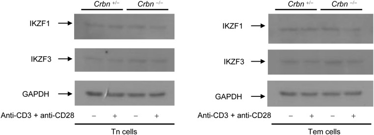 Fig. S4.