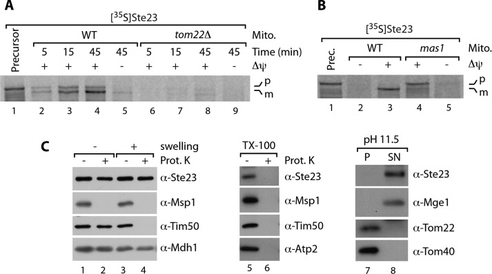 FIGURE 2: