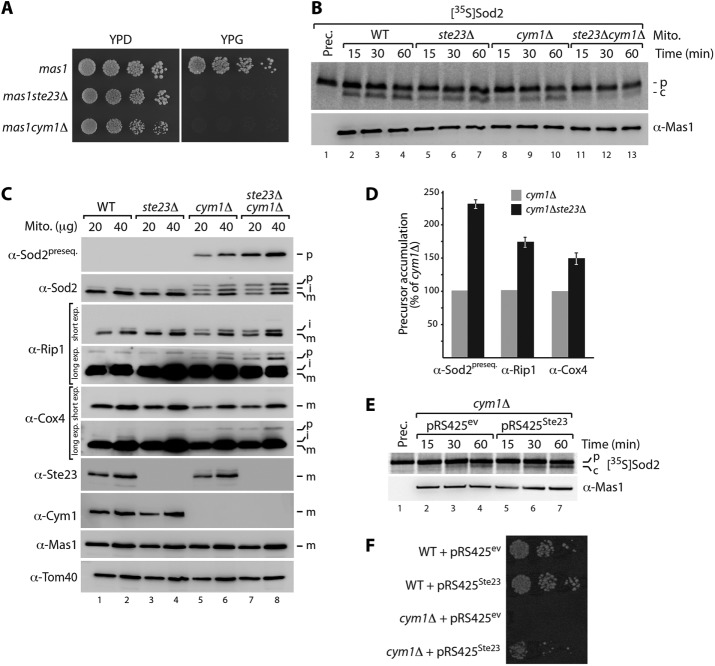 FIGURE 4: