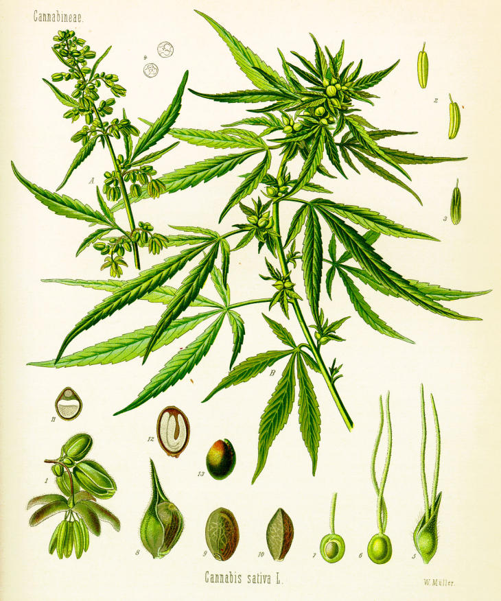 Scientific drawing of
Cannabis sativa, circa 1900
