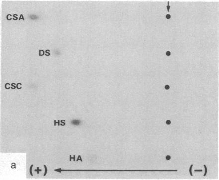 graphic file with name pnas00623-0209-a.jpg