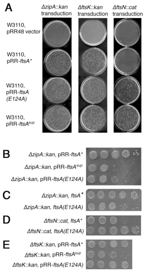 Fig. 5