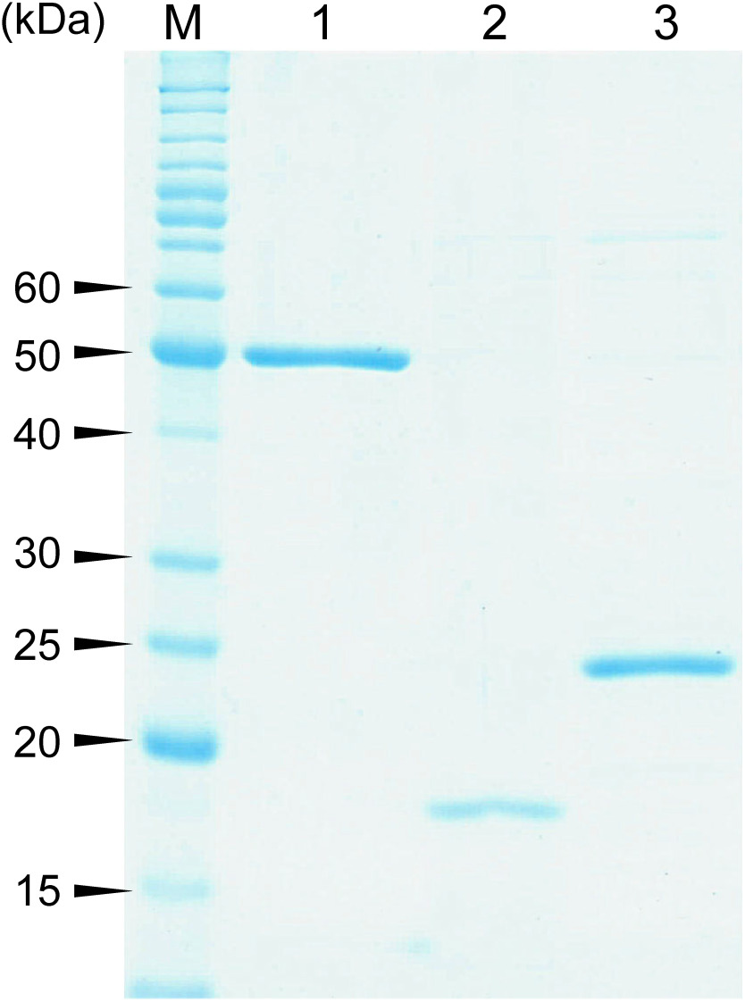 Fig. 1. Purified C-terminally histidine-tagged HcbA1, HcbA2, and HcbA3 as shown by SDS-PAGE. Lane M, marker proteins; lane 1, oxidative HCB dehalogenase HcbA1C-His; lane 2, putative flavin reductase HcbA2C-His; lane 3, NADH:FMN oxidoreductase HcbA3C-His.