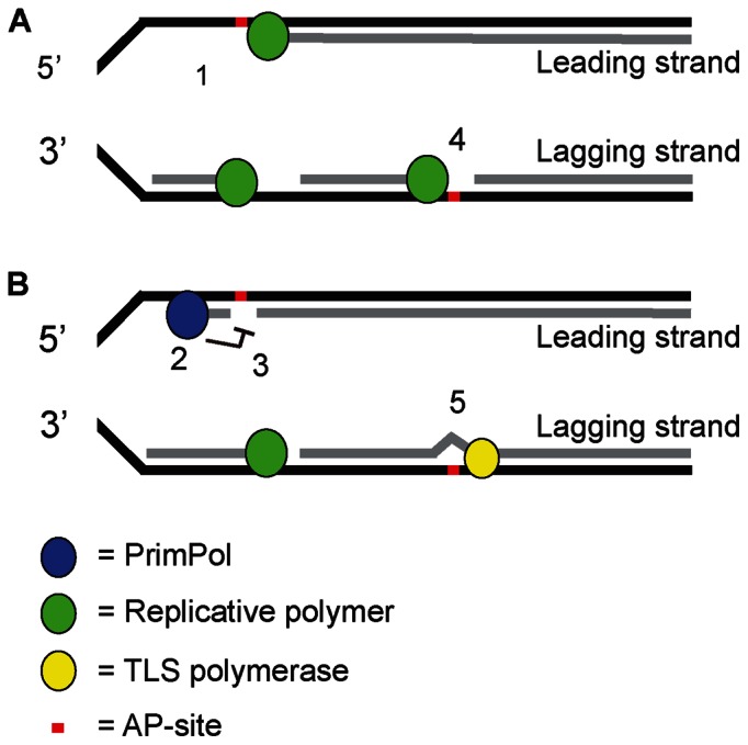 Figure 5.