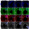 Fig. 8.