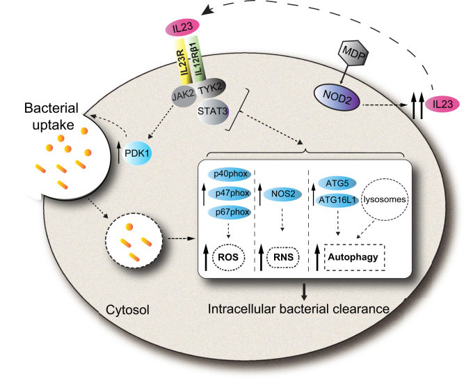 Figure 19