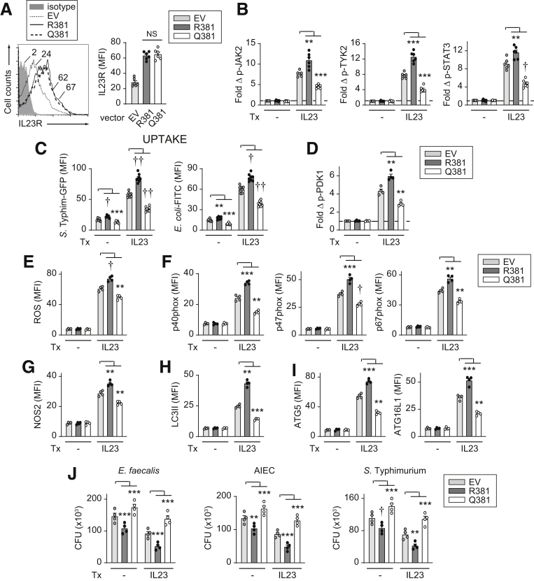 Figure 16