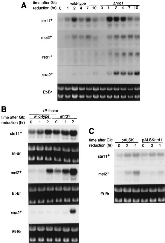 FIG. 5