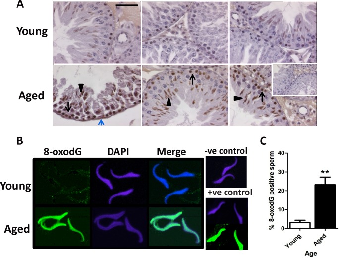 FIG. 7.