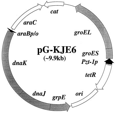 FIG. 1