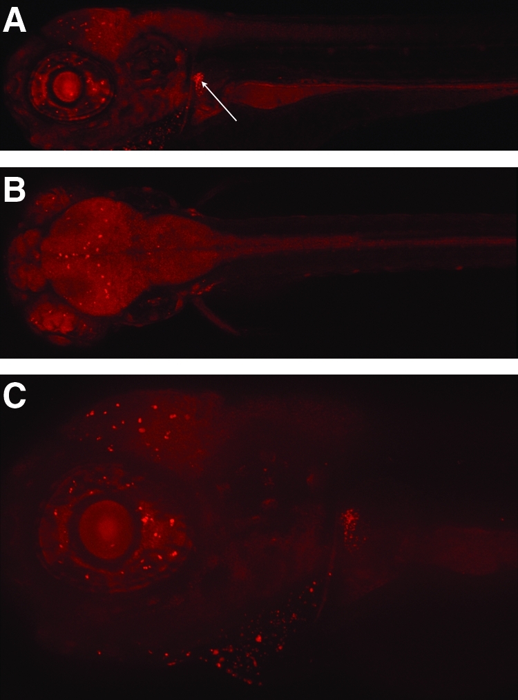 FIG. 4.