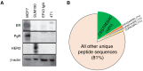 Figure 1—figure supplement 1.