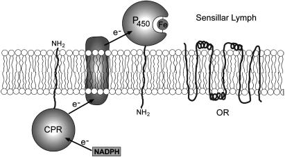 Fig. 8.