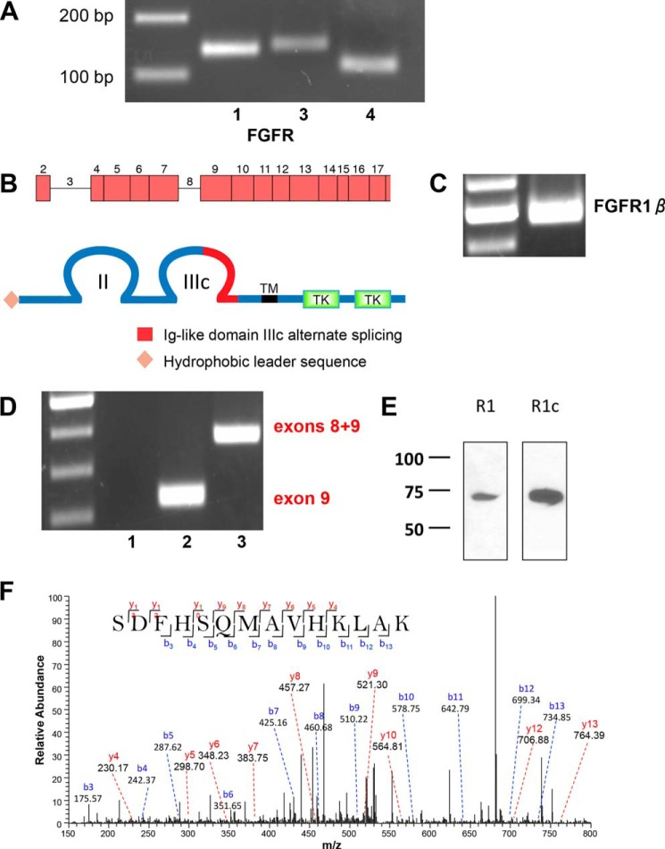 FIGURE 2.