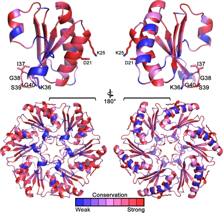 Fig. 8