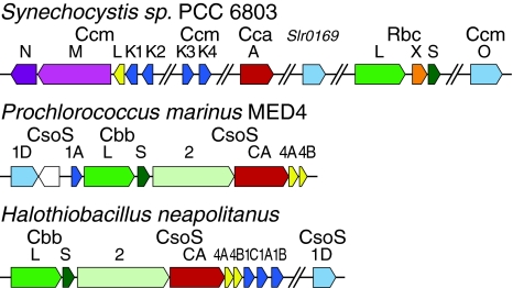 Fig. 3