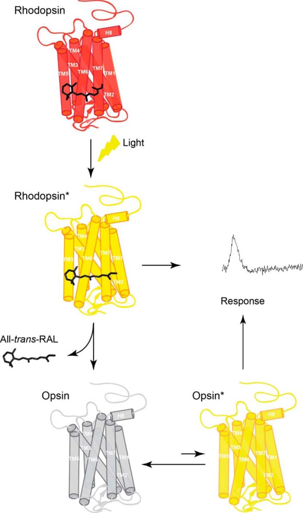 Figure 7.