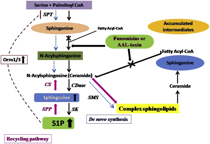 Fig. 3