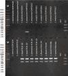 Fig 7