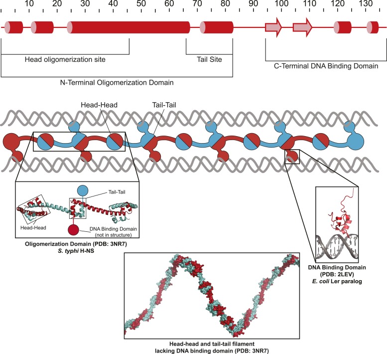 Figure 1—figure supplement 1.