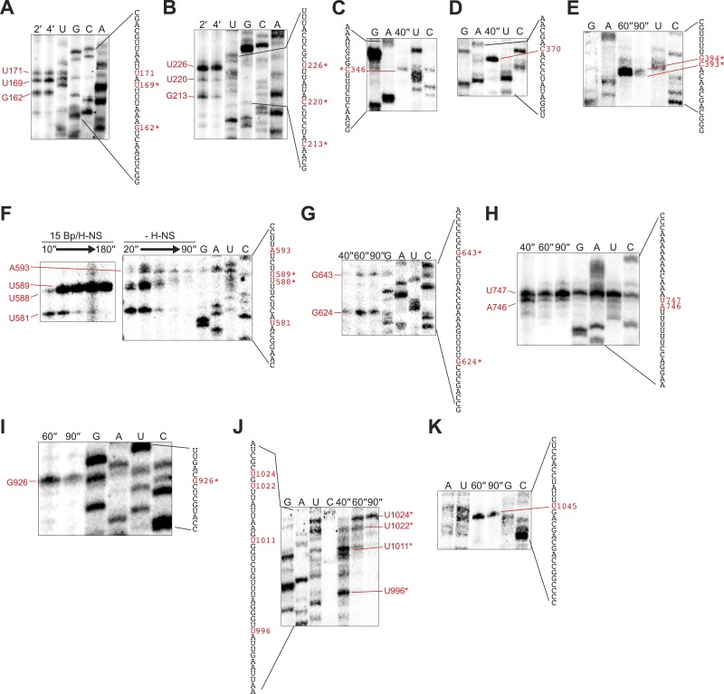 Figure 2—figure supplement 1.