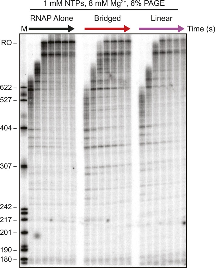 Figure 3—figure supplement 1.