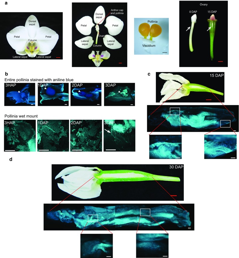 Fig. 1