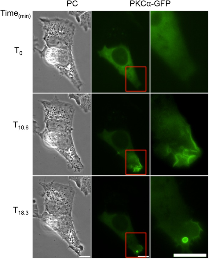 FIGURE 7: