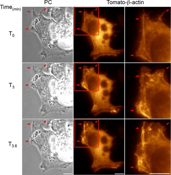 FIGURE 4: