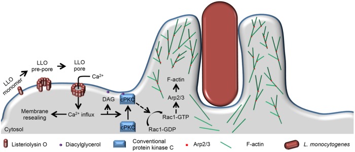 FIGURE 10: